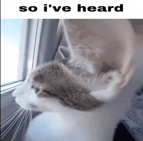 a cat is looking out of a window with the caption so i 've heard