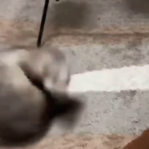 Ferret Excited GIF - Ferret Excited GIFs