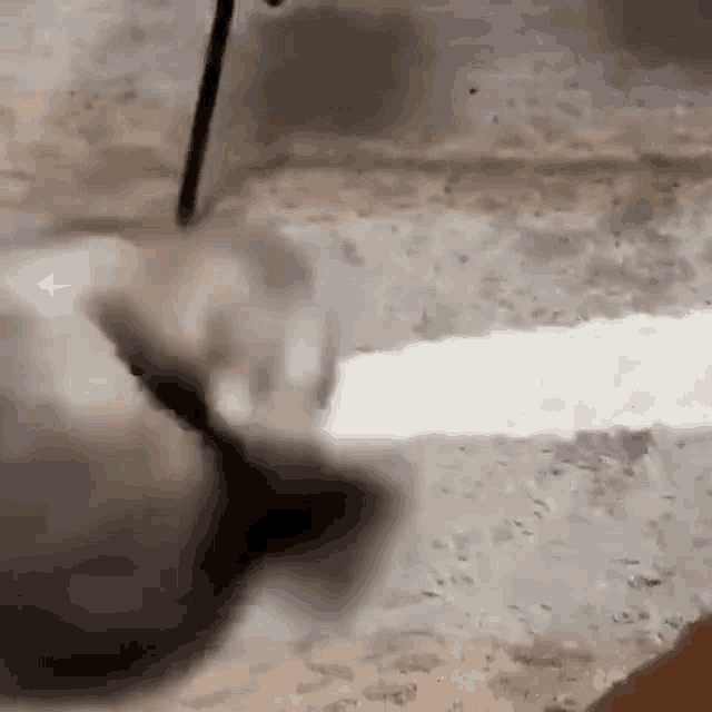 a close up of a cat 's tail being pulled by a person .