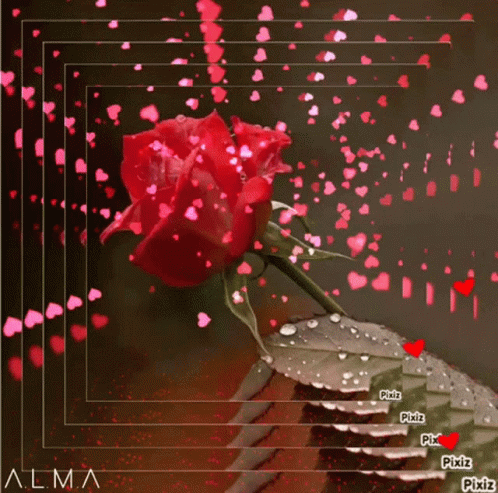 Rosa Roja Rose GIF - Rosa Roja Rose For You GIFs