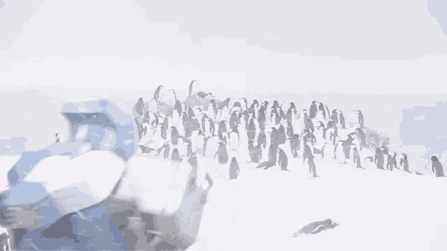 a person in a blue jacket is standing in front of a large flock of penguins