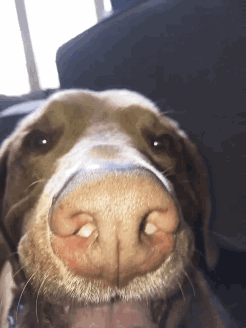 a close up of a dog 's nose and mouth