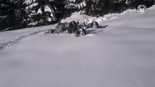 Snow Day Cold GIF - Snow Day Cold Snow Pups GIFs