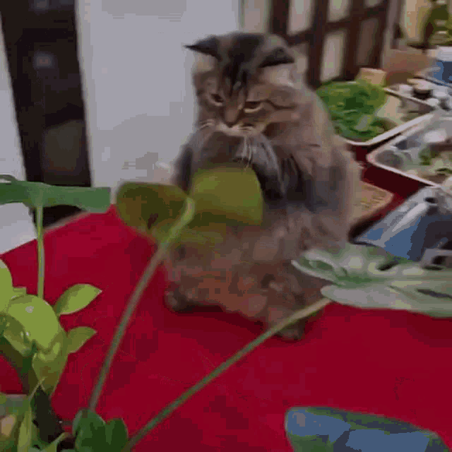 Cat Plant GIF - Cat Plant GIFs