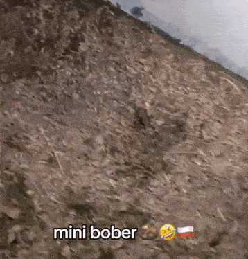 a picture of a field with the words mini bober written on it