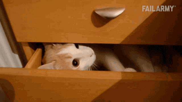 Kitten Cat GIF - Kitten Cat Hiding GIFs