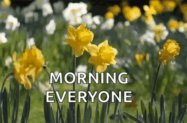 a bunch of yellow flowers in a field with the words `` morning everyone '' written on the bottom .