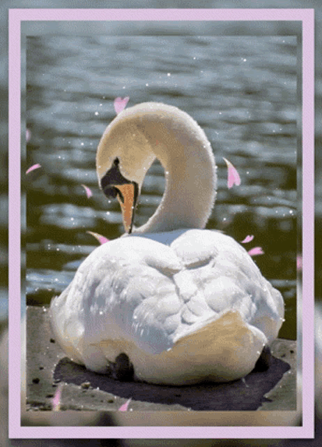 a picture of a swan with petals falling from it 's neck