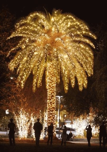 a palm tree covered in christmas lights is lit up at night