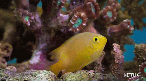 Changing Colors Life In Color With David Attenborough GIF