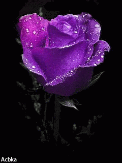Rose Flower GIF - Rose Flower Purple GIFs