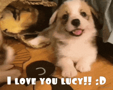 I Love Lucy I Love You GIF - I Love Lucy I Love You Lucy GIFs