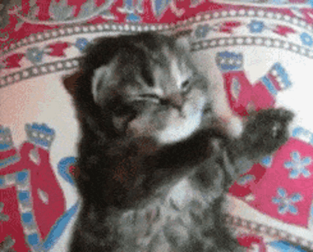 a kitten is laying on its back on a blanket