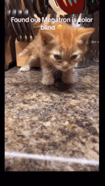 a kitten standing on a counter with a caption that says " found out megatron is color blind "