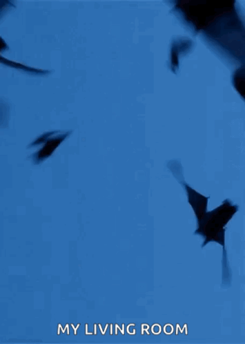 Bats Swarming GIF - Bats Swarming Bat GIFs