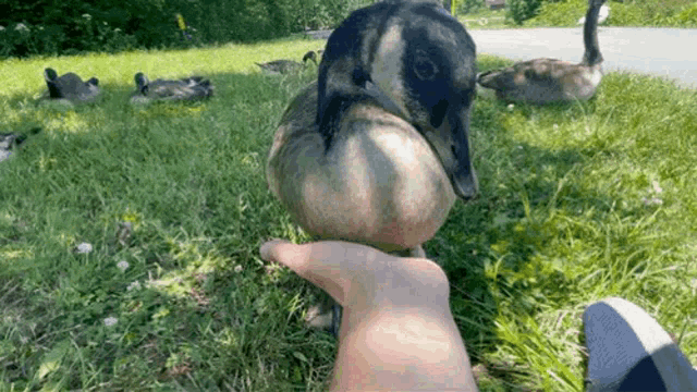 a person is feeding a duck with their hand