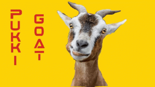 Pukki Goat GIF - Pukki Goat Ncfc GIFs