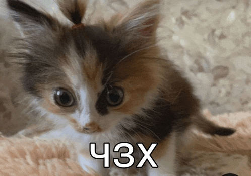 a kitten with a ponytail is laying on a blanket with the letters ch3x written on it