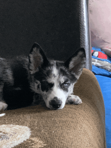a black and white dog is laying on a couch and looking at the camera