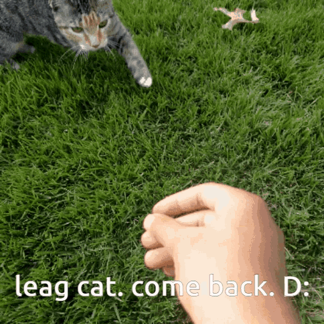 a cat is playing with a person 's hand and the words leag cat cone back