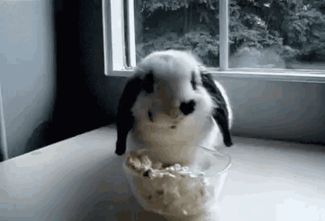 a black and white rabbit is eating popcorn from a glass bowl .