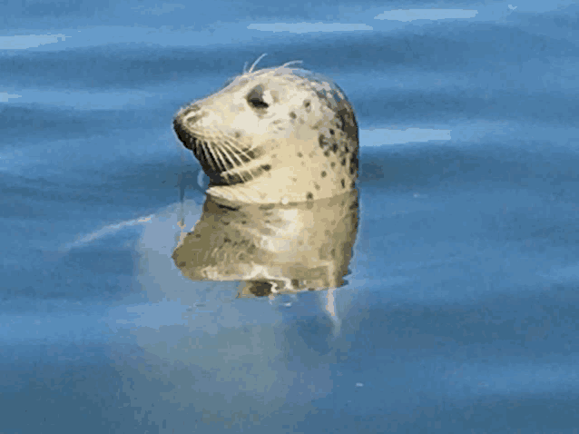 a seal is swimming in a body of water and looking at the camera