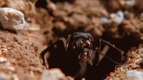 Spider Lunch GIF - Nat Geo Ant Cleaning GIFs