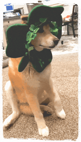 a dog wearing a green hat with a shamrock on it