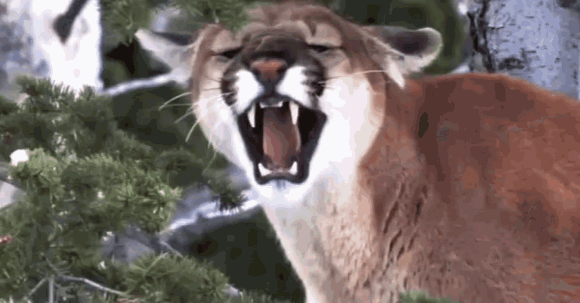 Cougar Is GIF - Cougar Is Happy GIFs