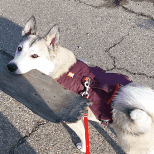 a husky dog wearing a purple jacket and a red leash looks at a piece of wood