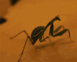 a lizard is crawling on top of a keyboard with the letters k and l visible