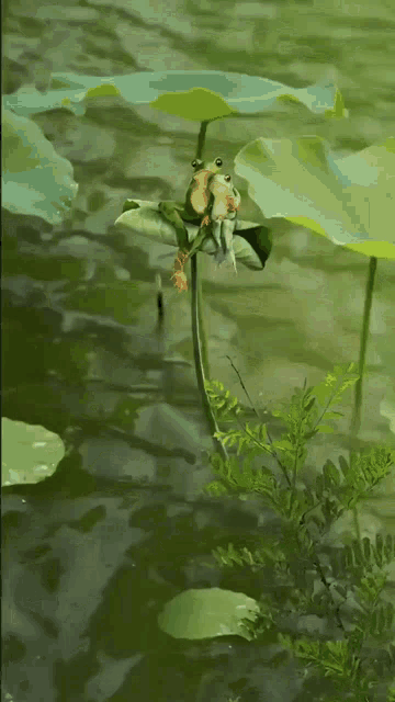 two frogs are sitting on a lily pad in a pond