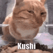 a cat is sitting in a bowl of food and looking at the camera with the word kushi written on it .