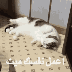 a cat laying on its back on a bed with arabic writing
