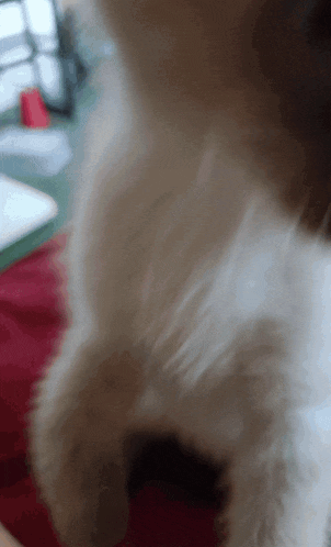 a close up of a cat 's paw on a red surface