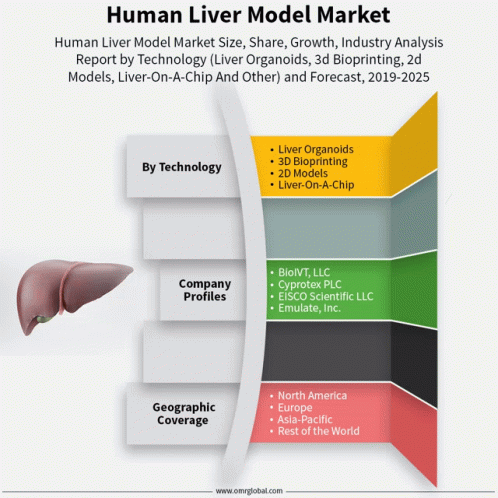Human Liver Model Market GIF - Human Liver Model Market GIFs