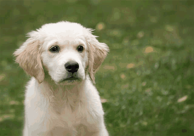 a small white puppy with brown ears is looking at the camera
