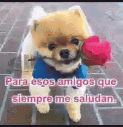 a small dog is holding a rose in its mouth and says " para esos amigos que siempre me saludan "