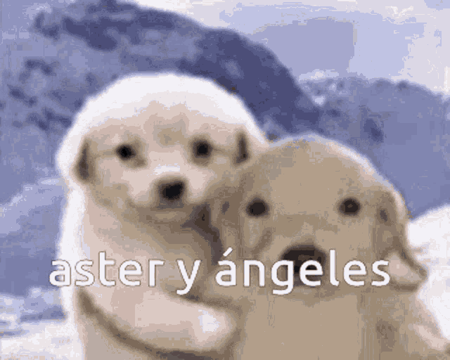 a couple of puppies hugging each other with the words aster y angeles written on the bottom