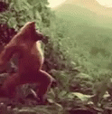 Dancing Monkey GIF - Dancing Monkey Orangutan GIFs
