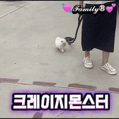 a person is walking a small white dog on a leash with a family r logo on the bottom
