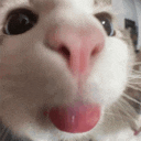 a close up of a white cat 's face with its tongue out .