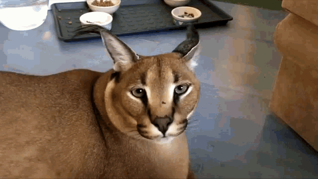 a close up of a cat 's face looking at the camera