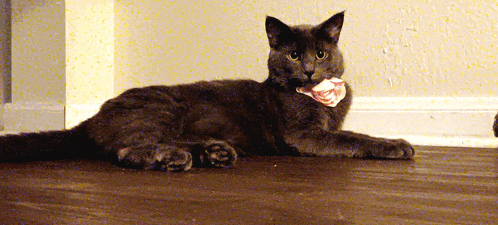 a cat laying on the floor with a piece of meat in its mouth looking at the camera