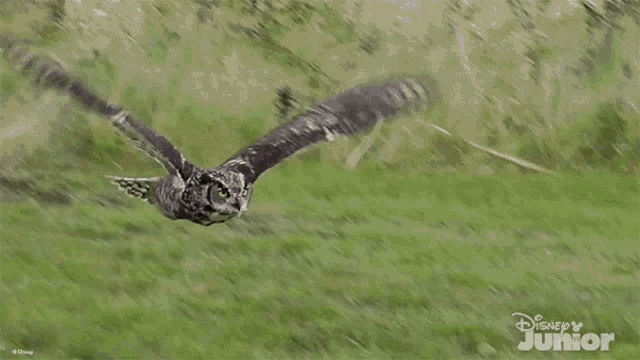 Flying Owl Mickey Mouse Funhouse GIF - Flying Owl Mickey Mouse Funhouse Gliding Owl GIFs