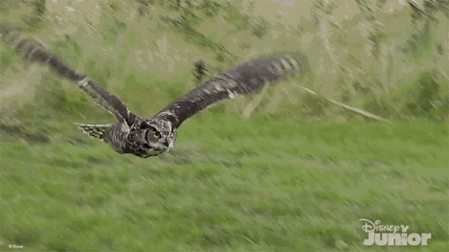 an owl is flying over a grassy field with a disney junior logo behind it