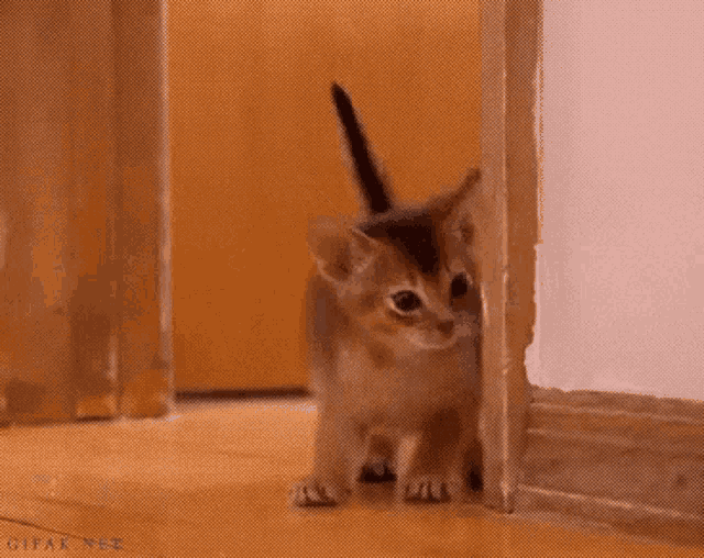 Kitten Yes Or No GIF - Kitten Yes Or No Maybe GIFs