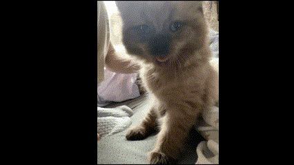 a close up of a cat with its tongue hanging out .