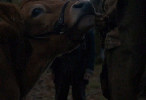 First Cow A24 GIF - First Cow A24 Cow GIFs