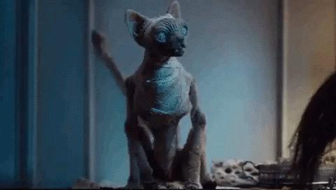 Rankle You May Worship Me If You Like GIF - Rankle You May Worship Me If You Like Mummified Sphinx Cat GIFs